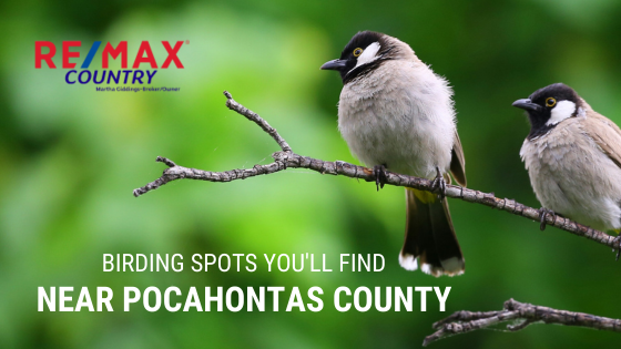 Birding West Virginia